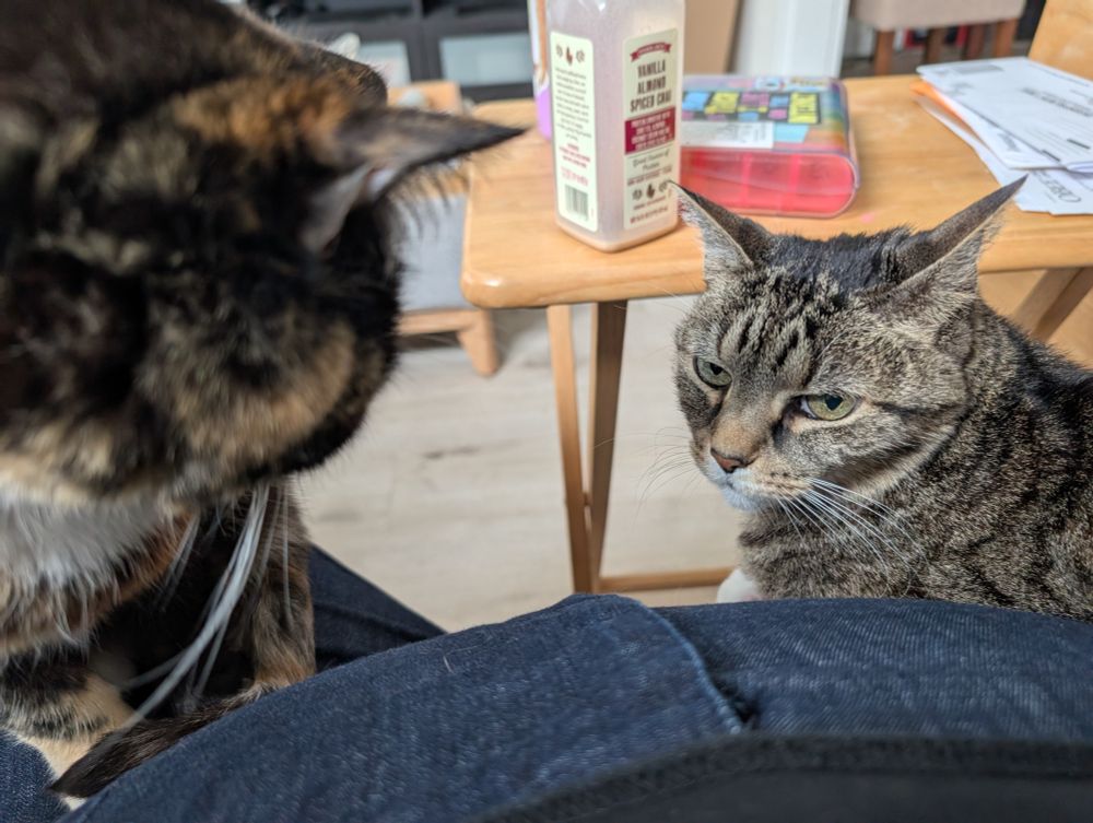 A calico and grey tabby staring daggers at each other but ultimately peaceably coexisting. Each is seated on a jean clad thigh. 