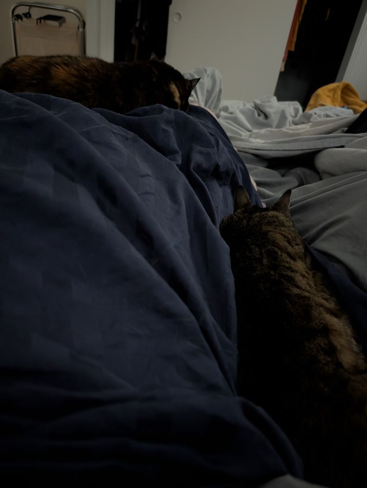 There is the vague lump of a body under sheets with two cats on and next to the body. The tortie is sprawled across the person's thighs like a blanket, and the grey tabby is tucked against the hip like a heating pad.