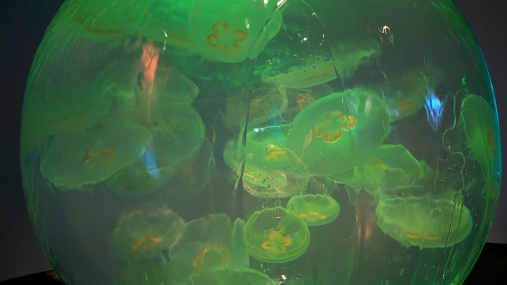 A sphere full of moon jellyfish, lit in green and gold