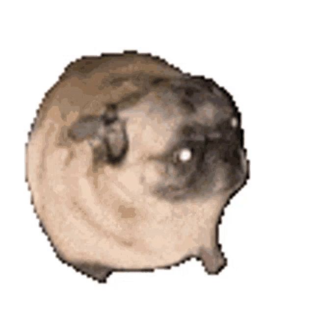 a pixelated image of a pug dog standing on a white background .