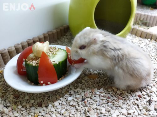 Das Bild zeigt einen cremefarbenen älteren Zwerghamster, der sich an einem Teller mit einer Torte aus Gurke, Tomate, Sesam und einem Cashewkern bedient.