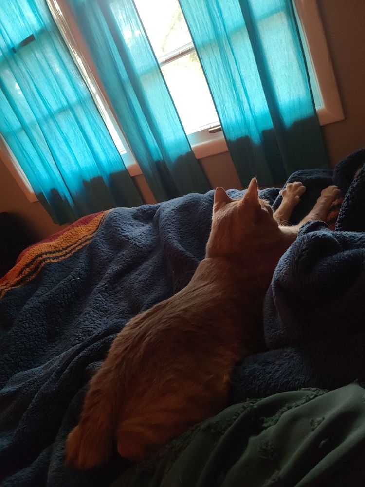 A red tabby cat lounges across a fuzzy blanket, paws outstretched before himself and claws spread wide as he kneads,