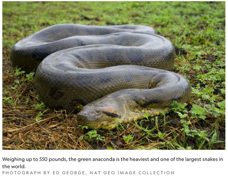 Description
The Green Anaconda is considered the world's heaviest snake, with larger animals reaching more than 400 pounds. They are an olive green color with dark dorsal splotches and lighter color blotches along their sides. This species has a blunt head shape with two black stripes on either side of the head, emanating from each eye.

Green anacondas can grow over 21 feet in length and their mid-body diameter can be over a foot. Like pythons, anacondas are nonvenomous constrictors that squeeze their prey to death. Being semi-aquatic, they can easily traverse dry land or lakes and rivers, which makes Florida a good habitat for them. The females tend to be larger than males with almost all of the largest members of the species being female.

Little is known about the longevity of the anaconda, but captive specimens have lived to be 28 years old. Green anacondas give birth to live young and can give birth to more tan 80 offspring at once, although the typical range is 28-42.

Diet
Green anacondas feed on a wide variety of animals including fish, reptiles (including caiman), amphibians, tapirs, deer, dogs, capybaras, sheep, and any other animals that come down to drink from the water where the anaconda resides. Smaller anacondas feed primarily on birds and turtles but switch to larger prey as they mature.
