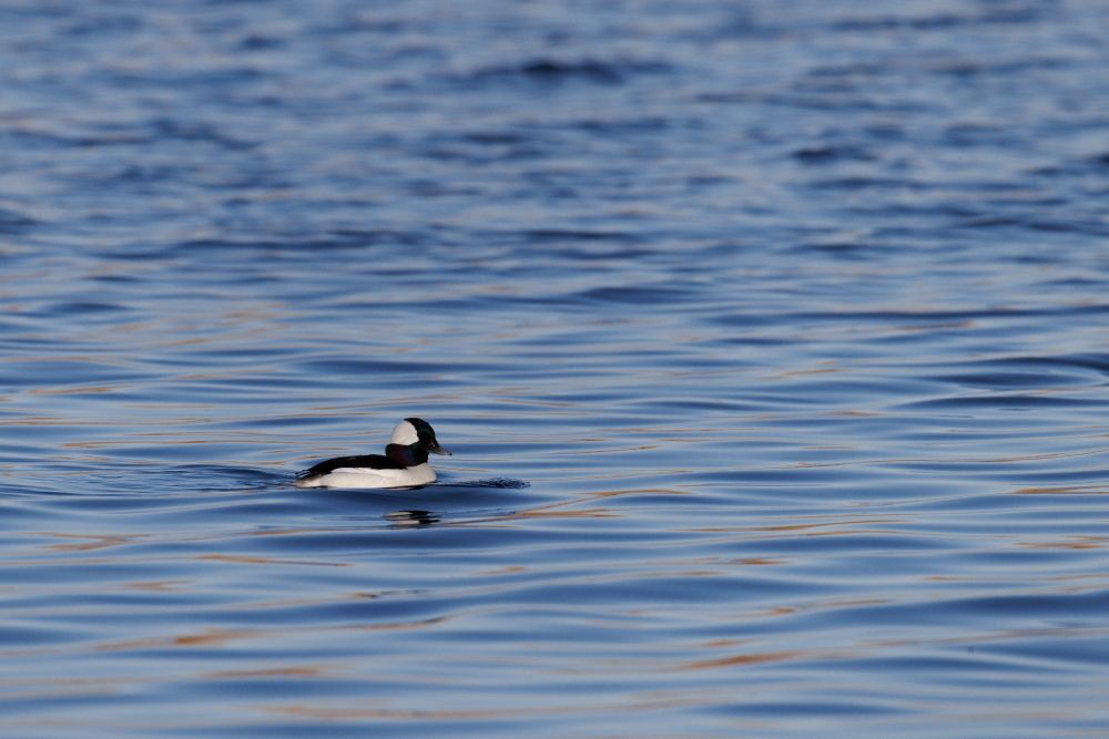 Bufflehead