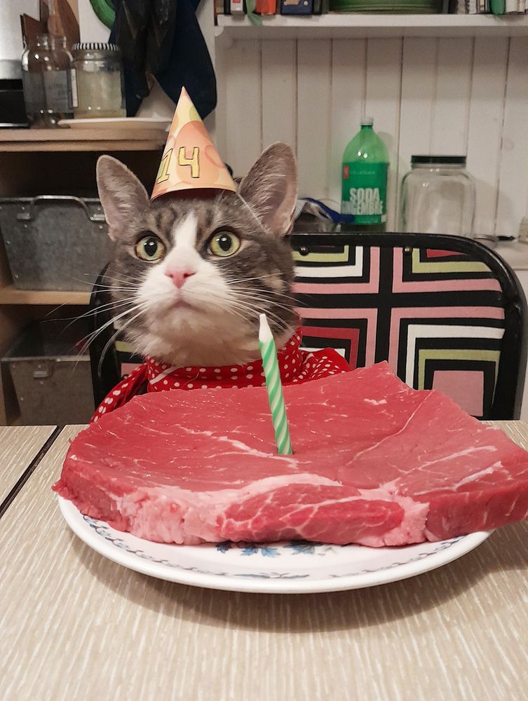 My cat ziggy, a grey tabby, wearing a birthday hat with the number 14 on it, with a large steak in front of him