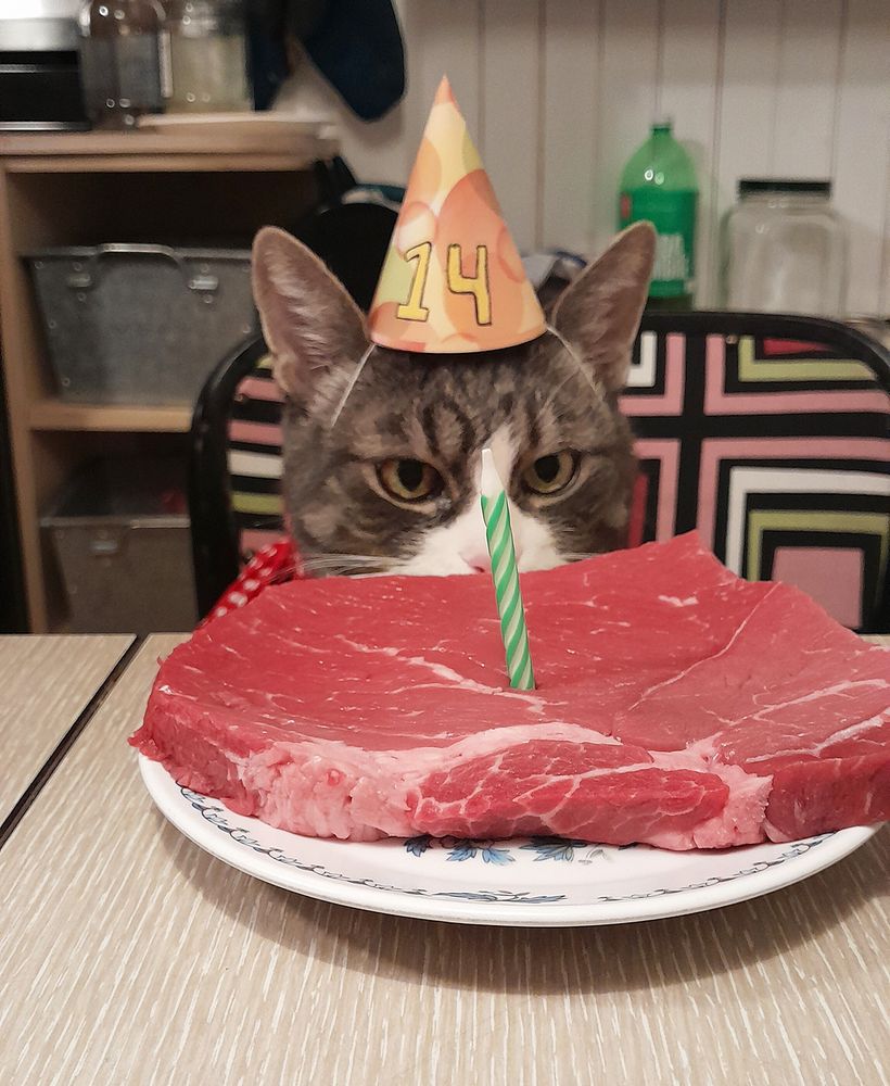 My cat ziggy, a grey tabby, wearing a birthday hat with the number 14 on it, with a large steak in front of him