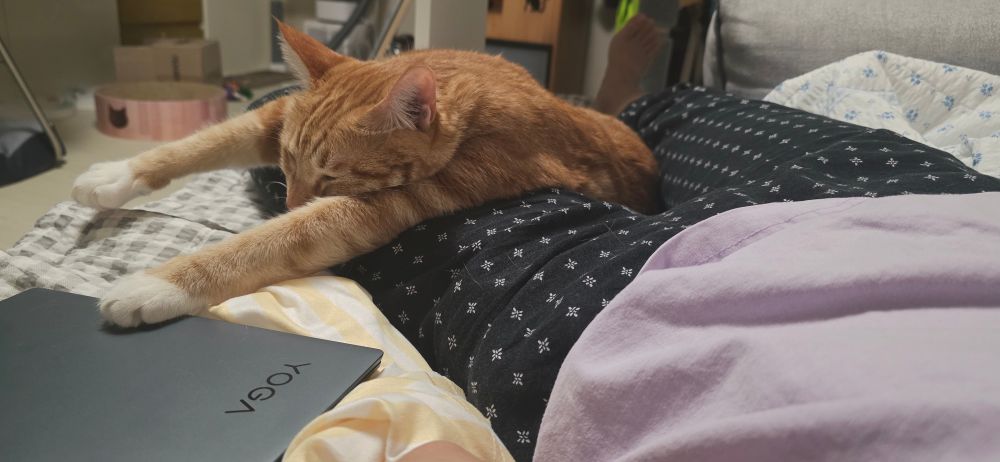 고양이가 사람 허벅지에 누워서 자고 있다.