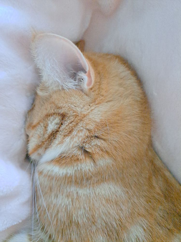 얼굴을 파묻고 자는 고양이