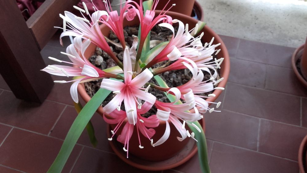 Ammocharis coranica (fleurs ouvertes)