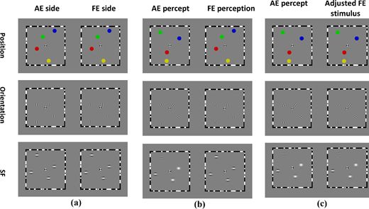 Diagram depicting three experimental setups (a), (b), and (c) each comprising three rows labeled unsuppressed, desuppressed, and 3s, with visual perception tests showing varying dot placements representing AE side, FE side, AE percept, FE perception, and adjusted FE stimulus across different suppression states.