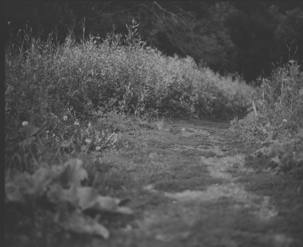 A black and white photo of a small bunny on a grassy path surrounded by all uncut foliage.