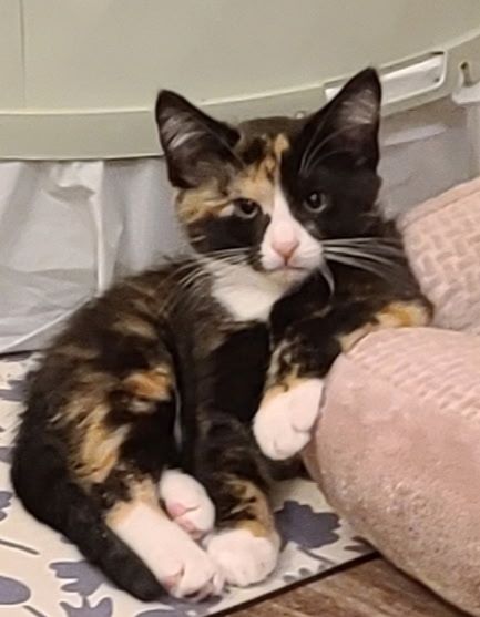 A photo of a small calico kitten laying against a cat bed. She's staring directly at the camera.