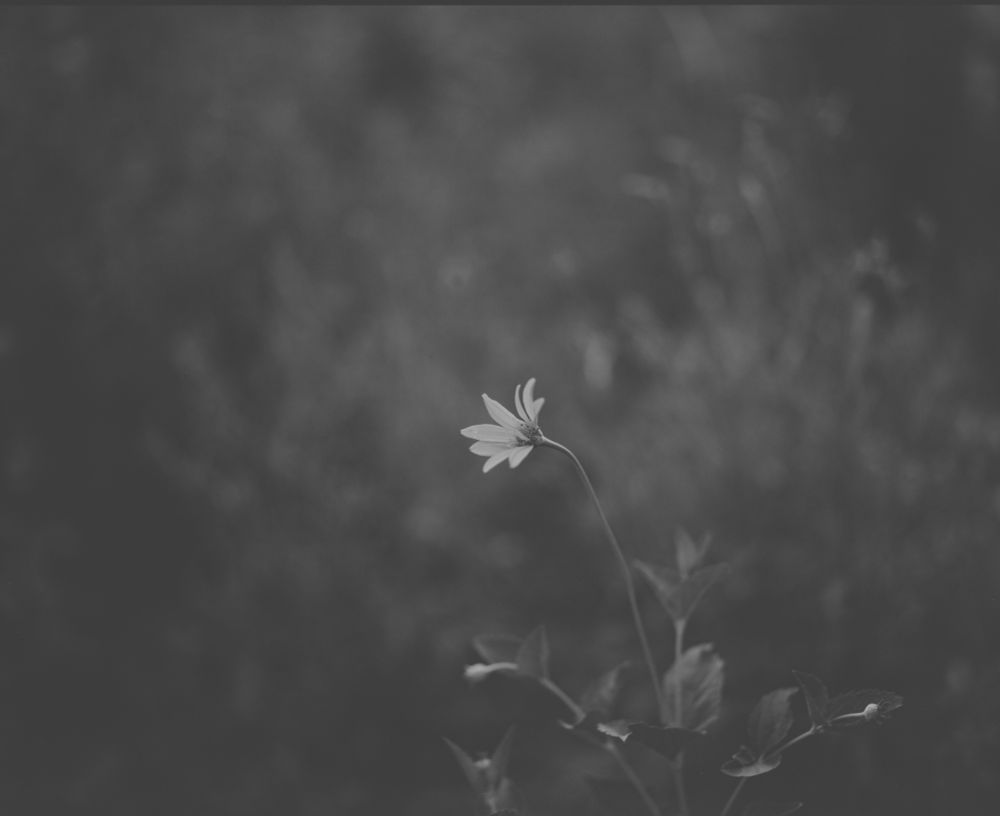 A black and white photo of a flower against a blurred backdrop.
