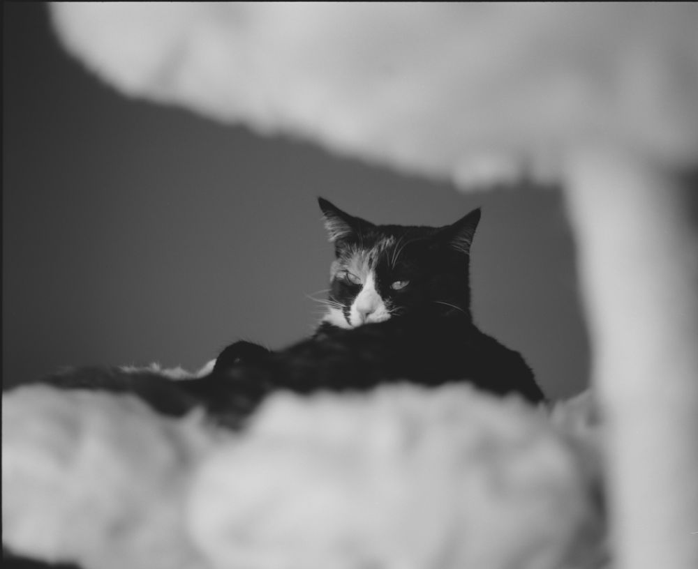 A black and white film photo of a calico cat laying on a white cat tree.