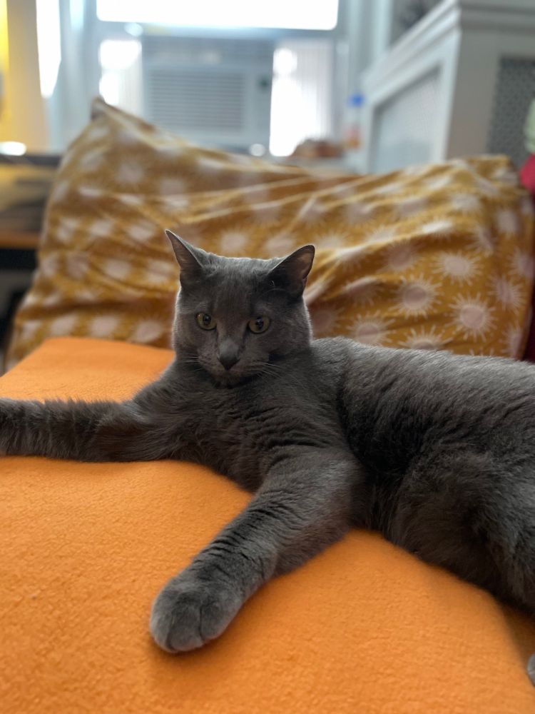 A grey cat on an orange blanket with patterned pillow behind him
