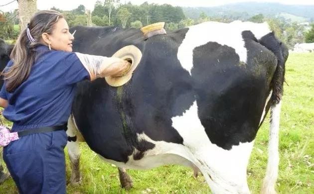 Vache hublot avec le bras du soigneur dedans !