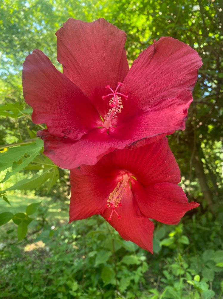 Two large red hibiscus blossoms in my front yard.