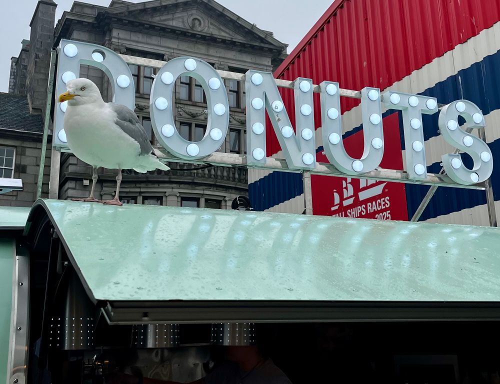 A seagull standing next to a Donuts sign.