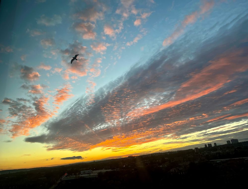 The sunset across Aberdeen as viewed from the top floor of The Sir Duncan Rice Library. The city is in silhouette, with the sky ablaze with yellow and orange, with streaky and fluffy pink, grey and white clouds. A seagull is silhouetted against a cloud in the top left corner as it flies from right to left. 