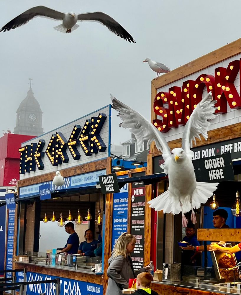 Seagull flying dangerously close towards the camera man with food stalls in the background.