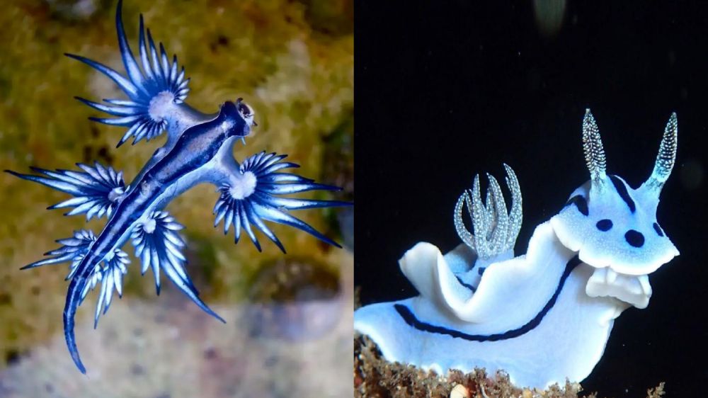 image of a glaucus atlantica and a chromodoris willani