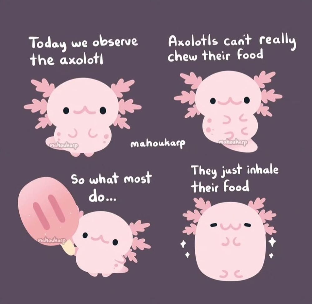 Comic of an axolotl devouring a popsicle whole 

Today we observe the axolotl
Axolotls cant really chew their food
So what most do....
They just inhale their food