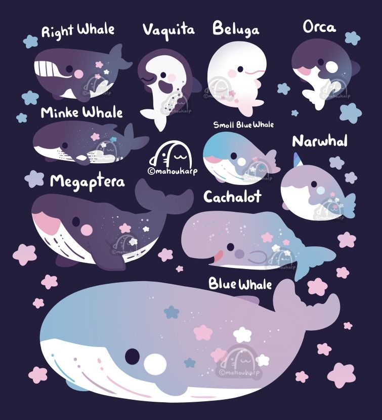 Illustration of various whale species. The colors are mainly purple, pink, and blue gradients with lots of stars

Species of whales are: right whale, vaquita, beluga, orca, minke, narwhal, megaptera, cachalot, narwhal, and blue whale