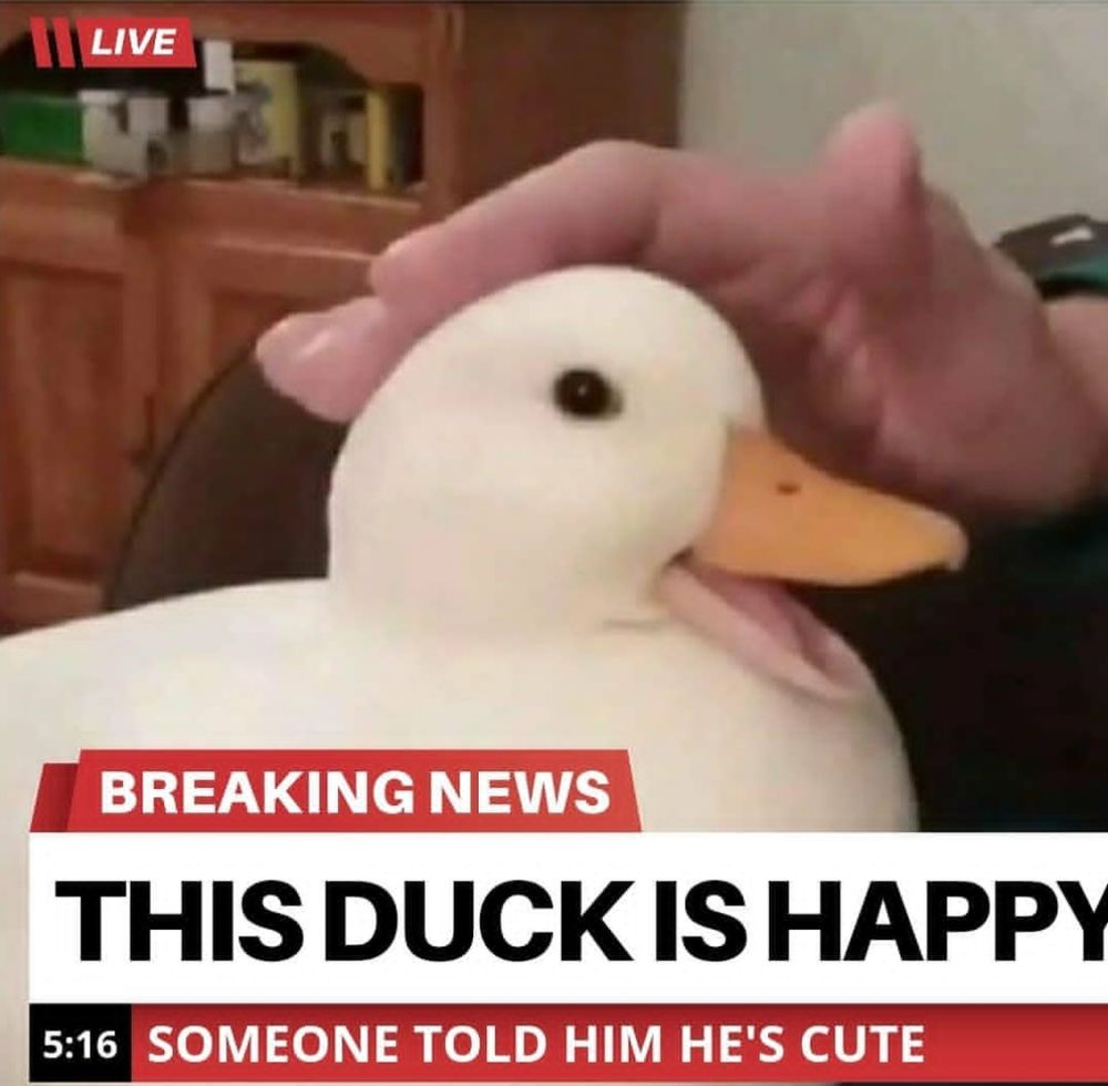 Breaking news of a duck being happy due to being called cute