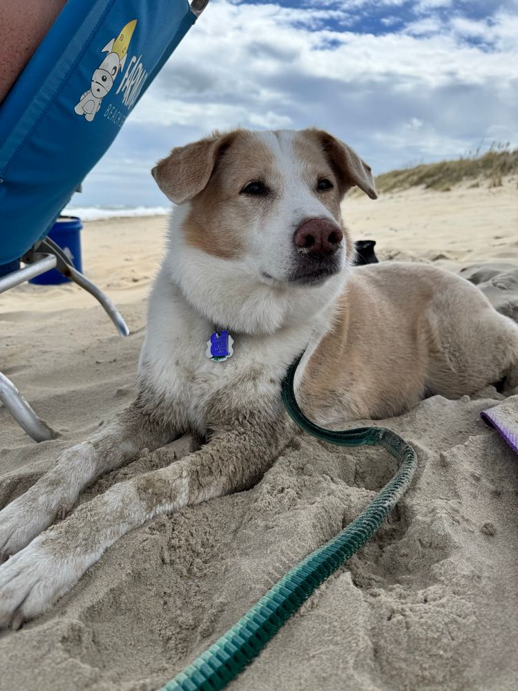 a dog hanging out at the beach