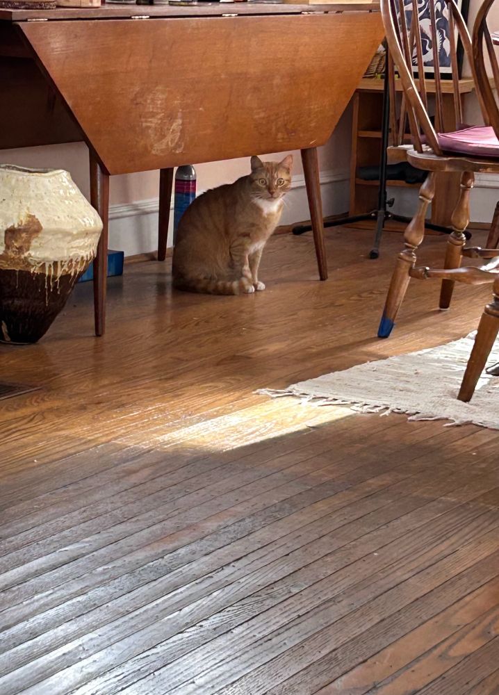 Orange cat sits under beat up table looking perturbed