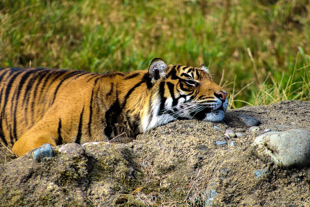 An orange Bengal Tiger resting it's head on the ground.