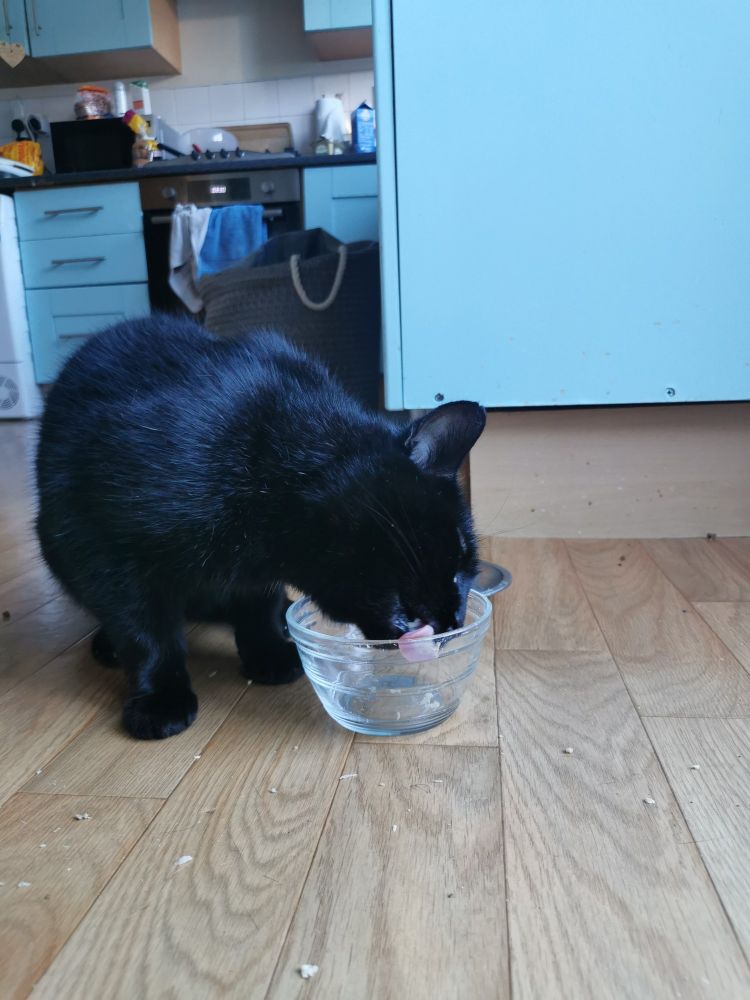 Black cat enjoying tuna 