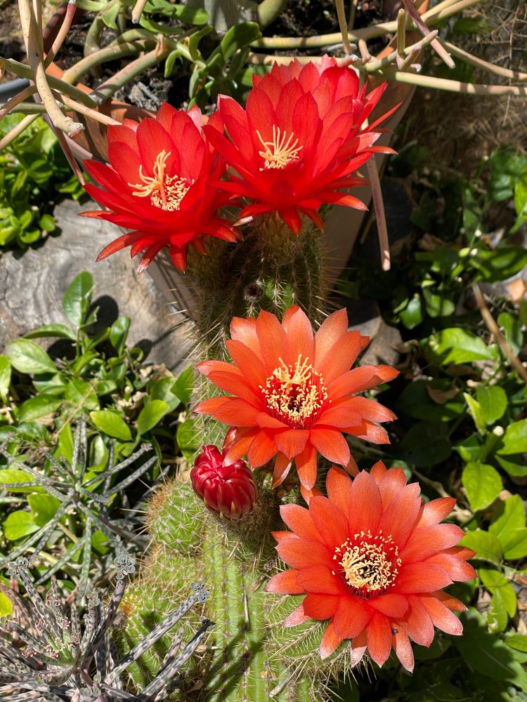 Fiery orange red cactus blooms