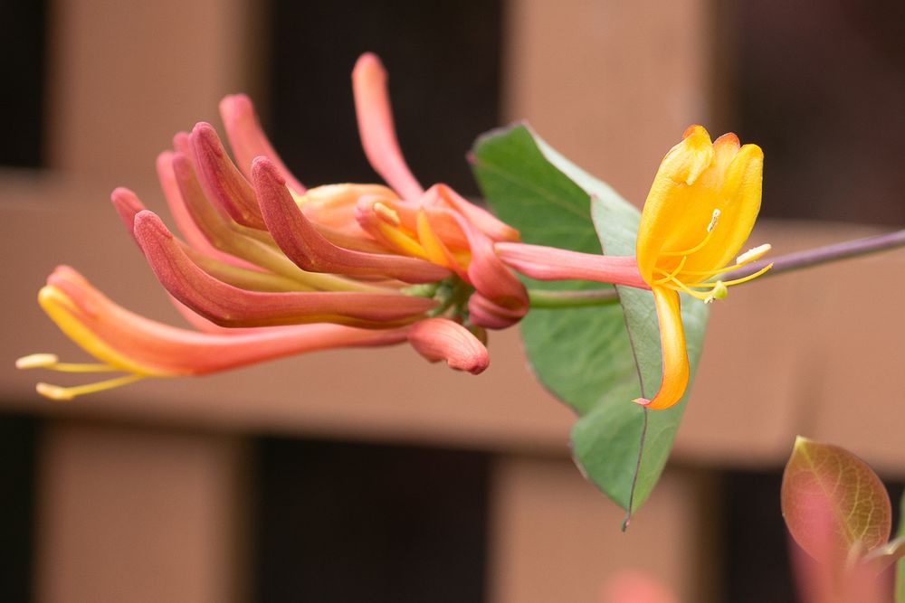 Close up photo of a single trumpet vine flower blooming from a cluster with ten more yet to open.