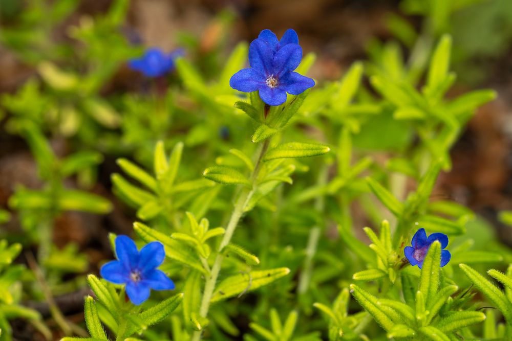 Spring green foliage of a lithodora plant with small bright blue flowers. This plant isn't quite getting enough light where it's located so blooms are muted and its growth a bit stunted.