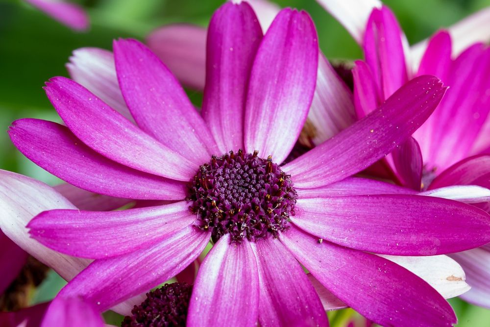 Close up of a purple and white African Daisy (potted)