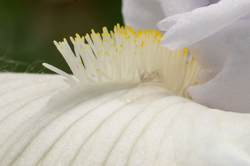 Close up of an all white iris flower showing stamen and lines flowing out of the middle of the flower