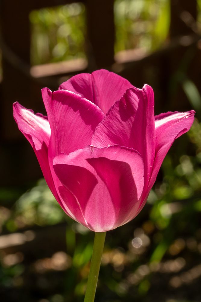A pink tulip wide open in midday sun