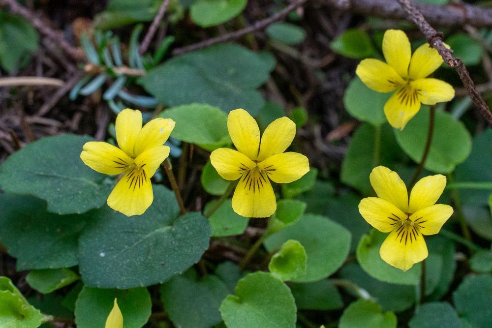 Yellow Violets on the Tiger Mountain Trail