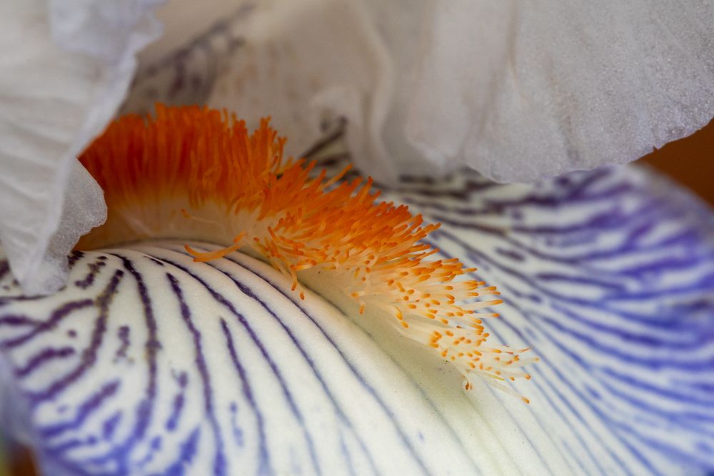 Close up shot of white iris stamen with blue "veins" on the petals 