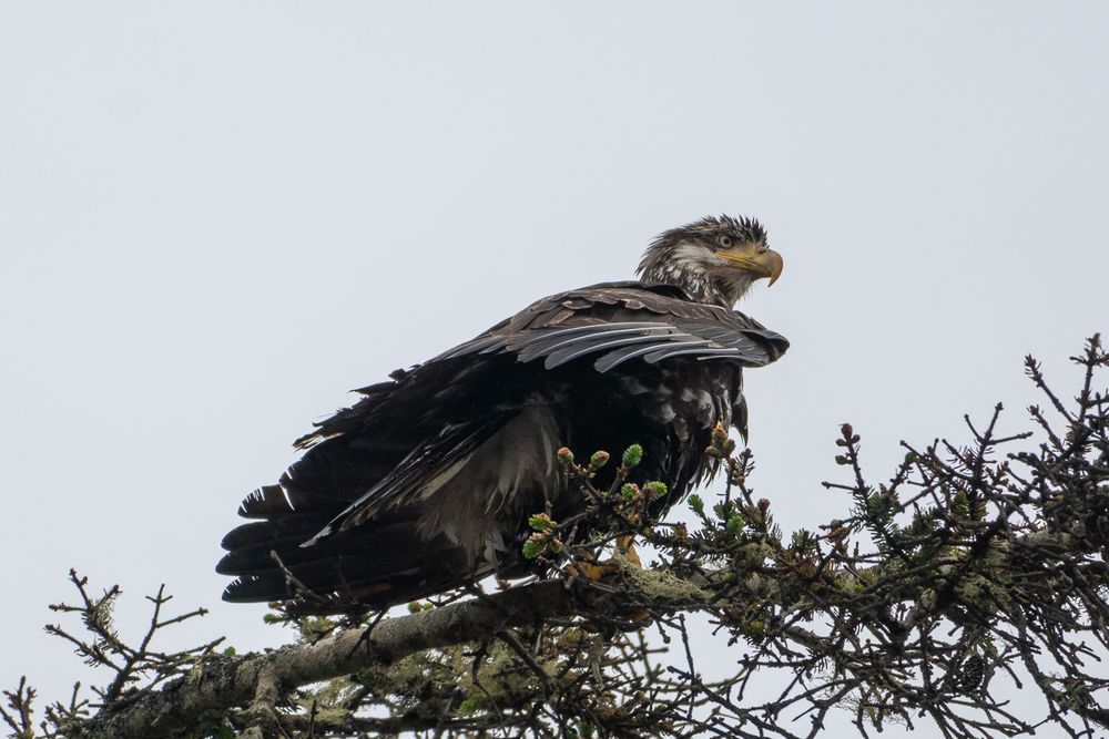 A close up photo of a juvenile Bald Eagle with brown and white feathers sitting in a tree overlooking the beach.