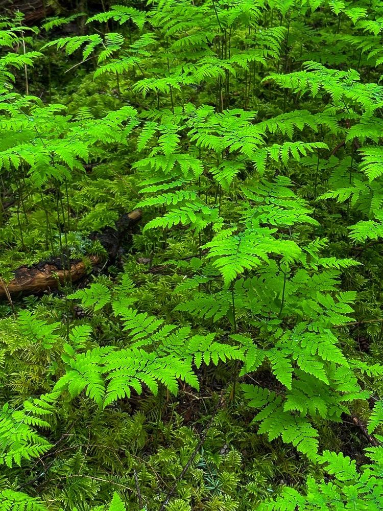 Very bright green undergrowth of ferns and moss along the trail