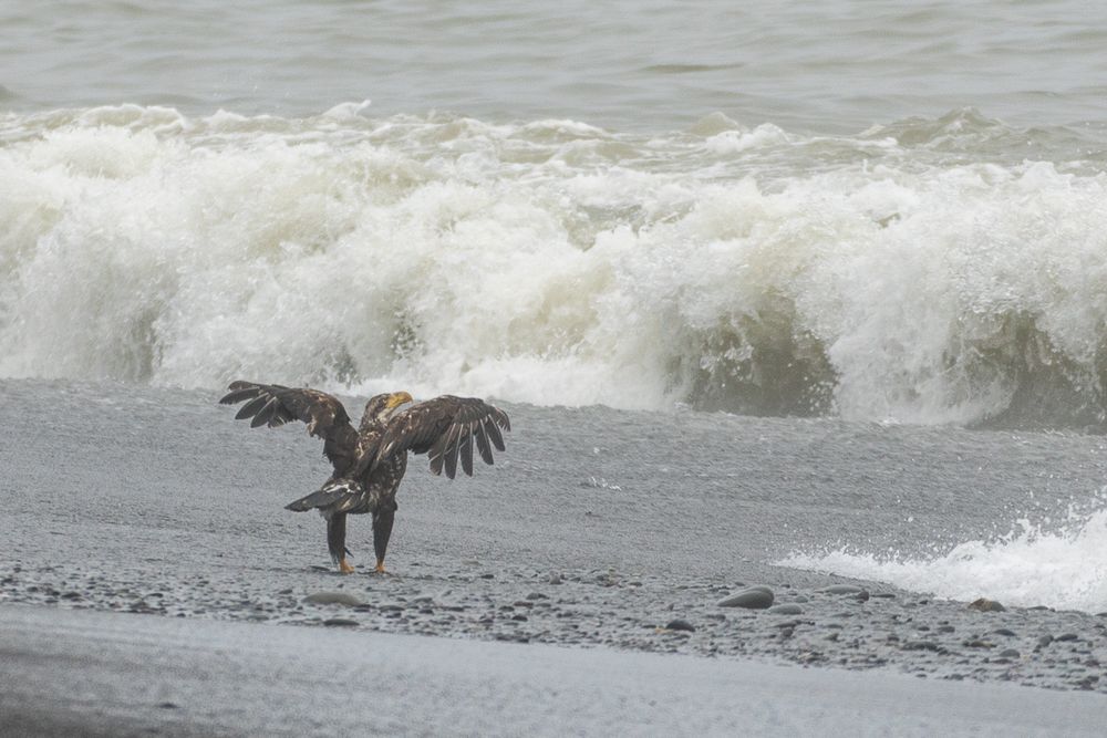 A juvenile Bald Eagle stands on the beach near crashing tide with wings partially raised.