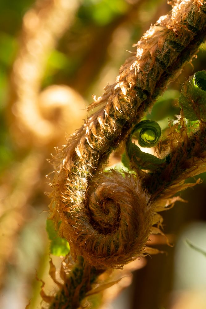 A close up of a fiddlehead of a western sword fern