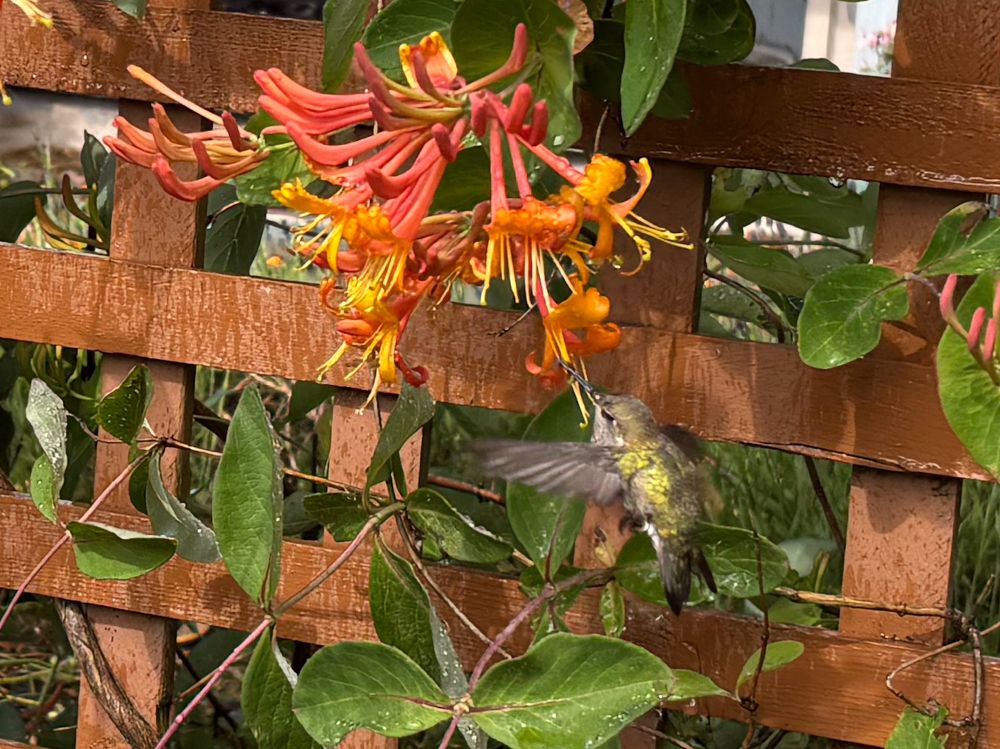 A green and gray Anna’s Hummingbird gets nectar from a clump of blooming orange and yellow trumpet vine growing in brown lattice