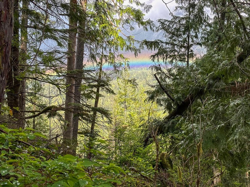 Peek through the trail side trees of a large rainbow  over the Middle Fork Snoqualmie River valley 