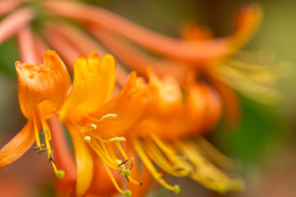 Macro photo of a cluster of orange trumpet vine flowers focused on yellowish stamen anthers, with the blooms lined up in a row and an out of focus flower in the background showing the classic trumpet shape.