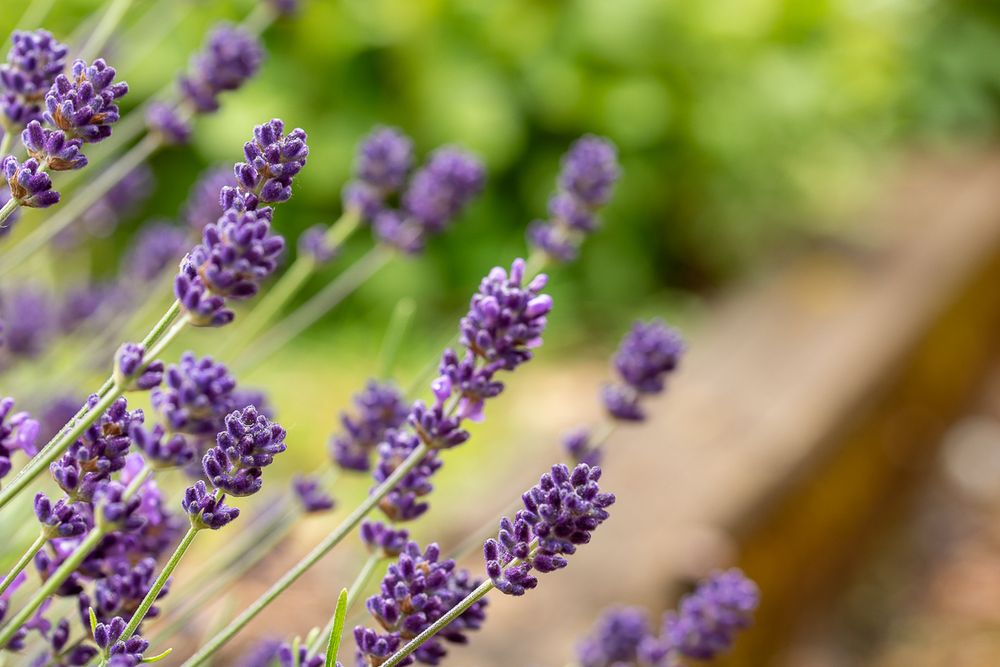 Parallel dark purple blooms of a lavender plant stretch toward the sunlight along edge of an out of focus pathway.