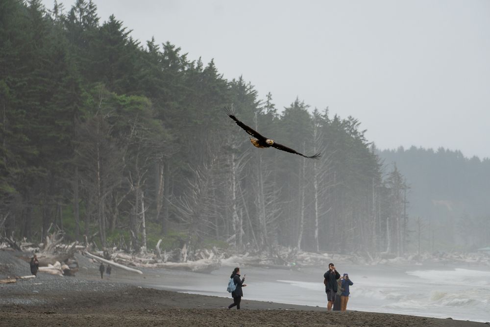 A Bald Eagle circles above the ground in front of onlookers with the driftwood and adjacent forest of Rialto Beach in the background.