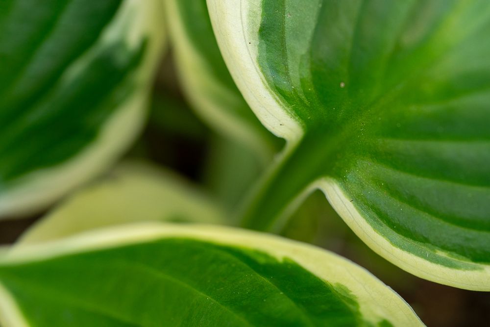 A close up of a hosta plant's green and white leaves